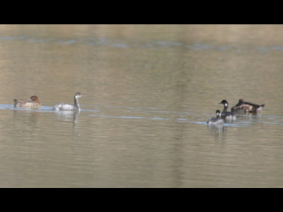 Female Scaups and Eared Grebes