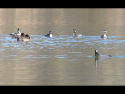 Female scaups (tucked in), Eared Grebes and American Coot