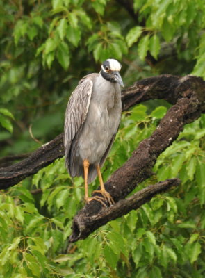 Yellow-crowned Night-Heron,
one of several we saw around the little lake