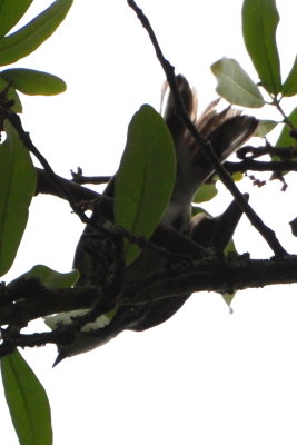 Mystery bird--a warbler?