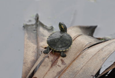 A tiny red-eared slider
on a palm frond in the lake.