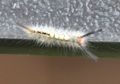 Fir Tussock Moth catepillar
crawling around the edge of a metal plaque