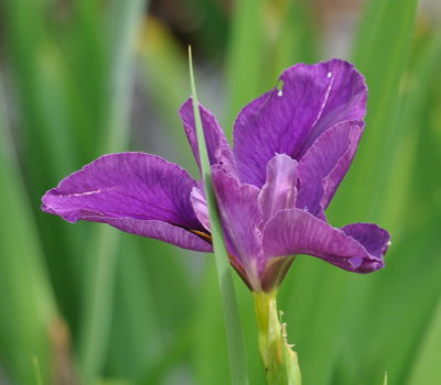 Purple Iris