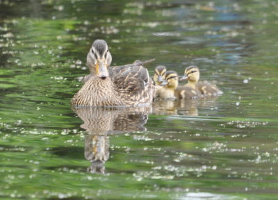 Female Mallard with chicks on the lake