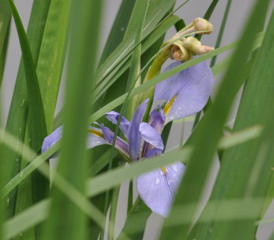 Pale Blue Iris