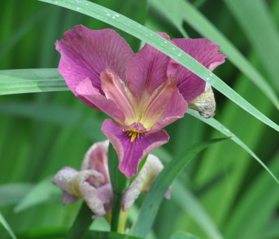 Light Magenta Iris