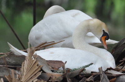 Mute Swans
nesting on an island in the lake