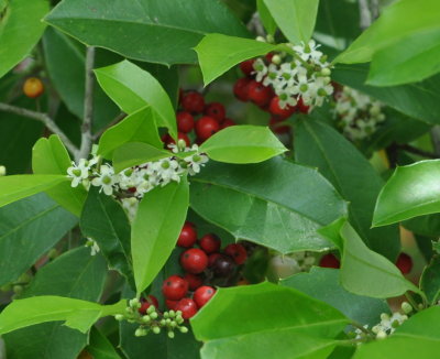 Holly with white flowers and red berries