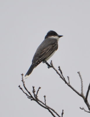 Eastern Kingbird