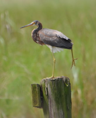 After the city park, we tried to find our way to Bayou Sauvage NWR. We made a wrong turn after getting off the interstate and never got to the refuge, but we did find some birds along the road, including this Tri-colored Heron perching on a pier.