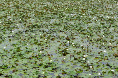 We did find our way to Big Branch NWR, visited the headquarters, then walked the Boy Scout Road boardwalk where we found these water lilies.