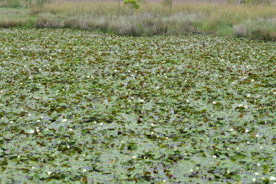 Water lilies at Big Branch NWR on the north side of Lake Pontchartrain.