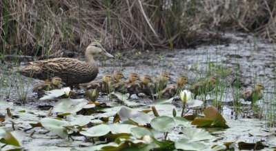Mother Mallard and ducklings
Big Branch NWR