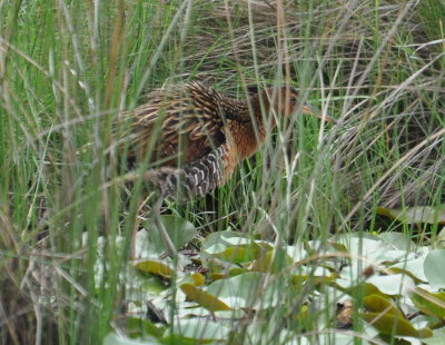 Just before we saw the Mallards, two rails flew up and back into the reeds. We heard them calling, then one of them, this King Rail, walked out into the open.