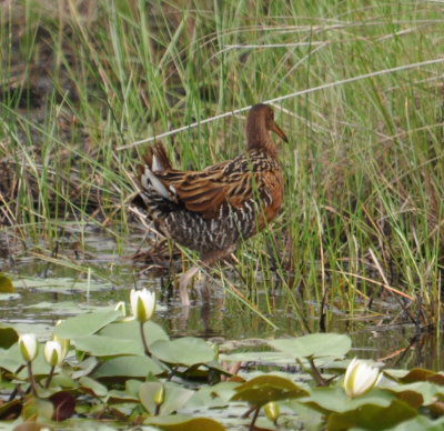 The King Rail flew across the marsh in front of us, then started walking into the reeds.