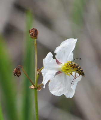 White flower with yellow center
and beetle