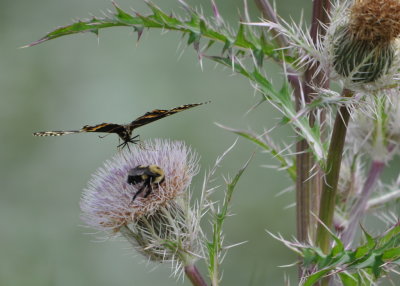 Thistle with bumblebee and swallowtail butterfly