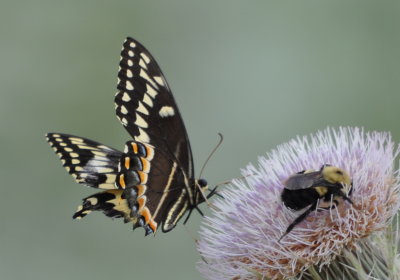 Swallowtail butterfly and bumblebee on thistle