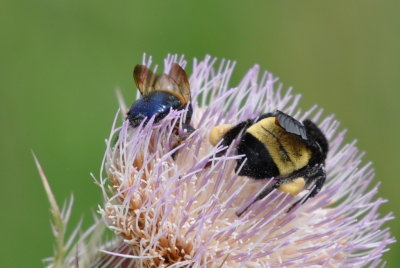 Two bees on a thistle flower