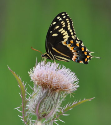Swallowtail butterfly