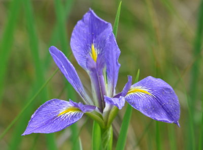 Blue Iris