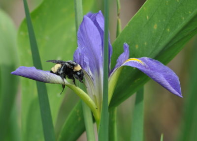 Bumblebee on Iris