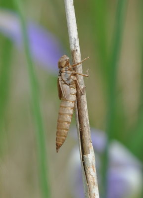Dragonfly nymph casing