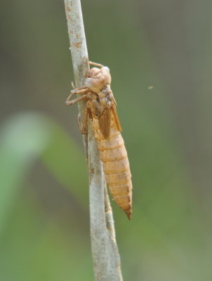 Empty dragonfly nymph casing