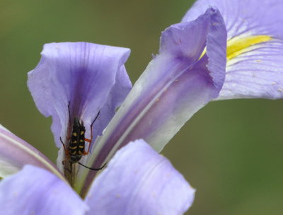 Beetle on Iris