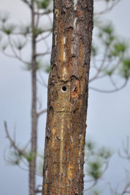 Artificial nest cavity for Red-cockaded Woodpecker
at Big Branch NWR, LA; we did not see the woodpecker