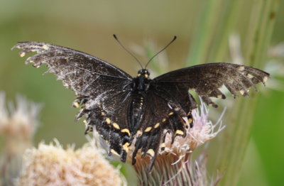 Tattered Swallowtail butterfly