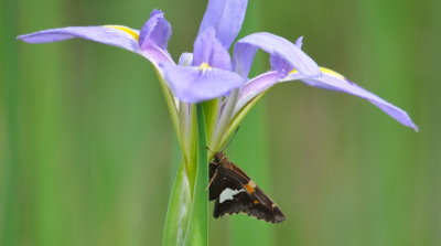 Silver-spotted Skipper on Blue Iris