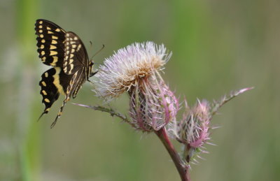 Swallowtail butterfly on thistle