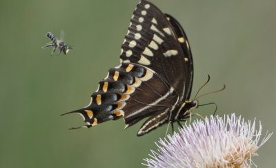 Small bee and swallowtail butterfly