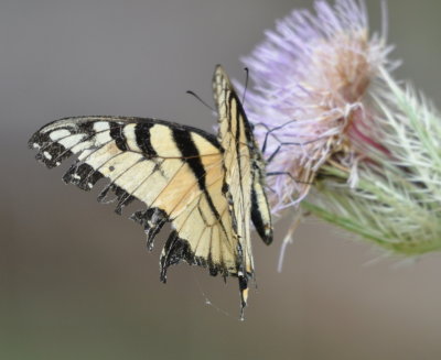 Swallowtail
