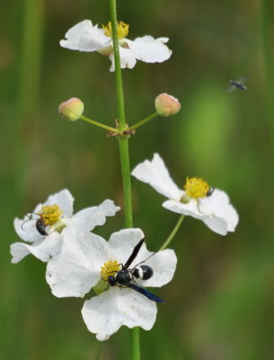 Beetle, small bee and Potter Wasp (Euodynerus schwarzi)?
