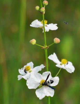 Insects on white flower with yellow center