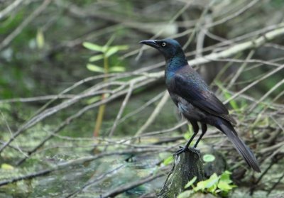 Common Grackle
edited by GLD