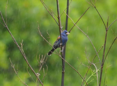 Blue Grosbeak