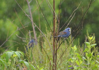 Pair of Blue Grosbeaks
in the rain at Bonnet Carre, LA