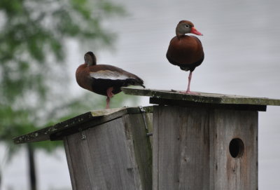 Fulvous Whistling Ducks
atop nesting boxes in the water at University Lakes, LSU, Baton Rouge, LA