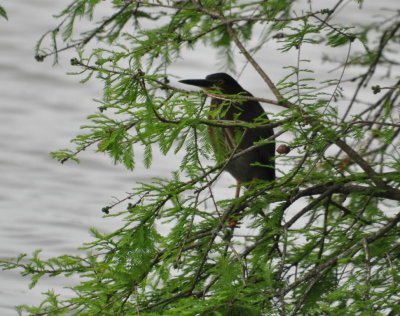 Green Heron
in a willow at the edge of University Lake, Baton Rouge, LA