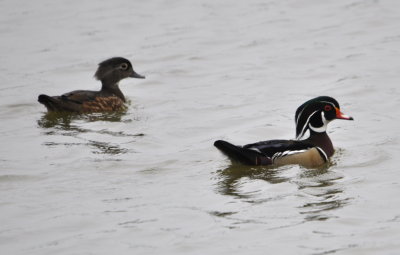 Female and male Wood Ducks