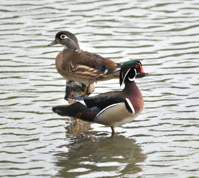 Pair of Wood Ducks
perched in University Lake, Baton Rouge, LA