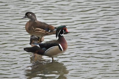 Pair of Wood Ducks
edited by GLD