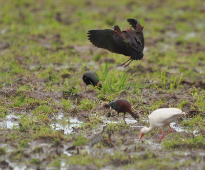 Three White-faced Ibises and a White Ibis
on the W side of a N-S road SE of Sulfur, LA