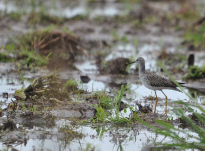 Lesser Yellowlegs