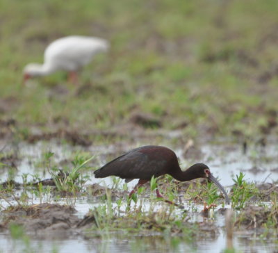 White-faced Ibis in foreground and White Ibis in background