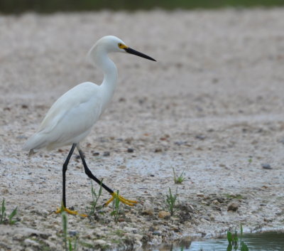 Snowy Egret
on an E-W road parallel to the Gulf Coast, La