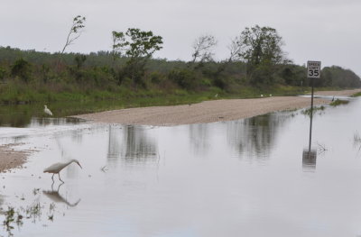 Egrets and Herons
along an E-W gravel road S of Sulfur, LA